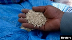 A man holds quinoa grains at a marketplace for small- and medium-sized quinoa growers in Challapata, Oruro Department, south of La Paz, Bolivia, April 19, 2014.