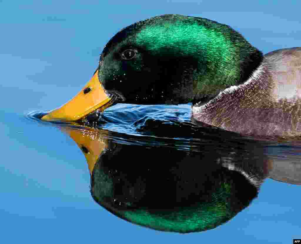 A male mallard duck reflects in the water of the Schliersee lake in Schliersee, southern Germany.