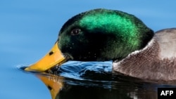 A male mallard duck reflects in the water of the Schliersee lake in Schliersee, southern Germany, on November 22, 2017.