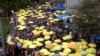 Biểu tình dù vàng ủng hộ dân chủ ở Hong Kong, 28 tháng Chín, 2017. Hình minh họa.