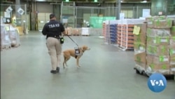Use of Canine Units Expands in US Airports to Thwart Possible Terror Attacks 