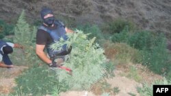 Lazarat: Operacioni i parë i policisë së Gjirokastrës për shkatërrimin e sipërfaqes me marijuana