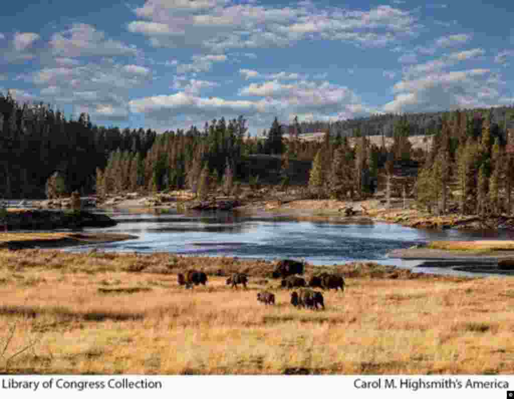 Bison di Taman Nasional Yellowstone, Wyoming.