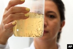 میڈیجین کولمبیا میں ورلڈ مسکیٹو پروگرام کی فیکٹری میں خصوصی مچھروں کے لارواز تیر رہے ہیں، فوٹو اے پی 10 اگست 2023