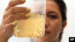 Coordinator Marlene Salazar holds a jar of mosquito larvae floating in water at the World Mosquito Program factory in Medellin, Colombia, Aug. 10, 2023. The factory breeds 30 million mosquitoes per week.