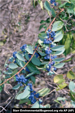 This undated image shows toxic moonseed fruit. Care should be taken not to mistake them for blueberries. (Photo Credit: Starr Environmental/Bugwood.org via AP)