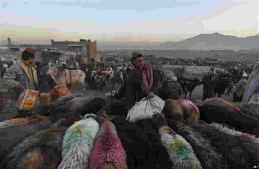 A Afghan herdsman feeds his sheep at a livestock market on the eve of Eid al- Adha festival in Kabul, Afghanistan, Monday, Nov. 15, 2010. Muslims worldwide celebrate Eid al-Adha, or the Feast of the Sacrifice on Nov. 16, by sacrificial killing of sheep, g