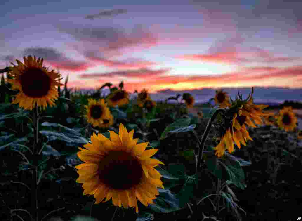 Sunflowers are seen in a field in Frankfurt, Germany, as the sun sets, July 20, 2020.