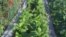 Vegetable gardens in Keur Madaro overflow with green leafy vegetables