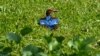 A white-throated kingfisher dries its feathers in a park in Singapore on June 21, 2021.