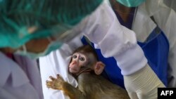A laboratory baby monkey is being examined by employees in the breeding center at the National Primate Research Center of Thailand at Chulalongkorn University in Saraburi. Thai scientists have begun testing a COVID-19 vaccine candidate on monkeys.