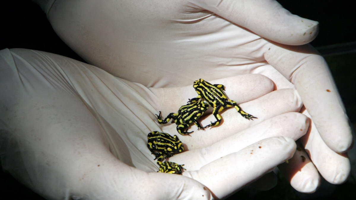 Australian Scientists Boost Climate Change Adaptability in Frogs - VOA Asia