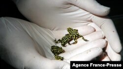 Unit Supervisor Michael Fadden holds Corroboree Frogs on his hands in a Sydney Zoo on March 10, 2008.