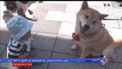 اخبار شامگاهی