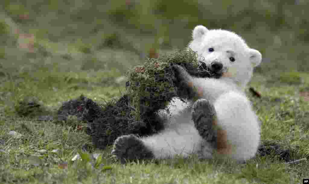 One of the polar bear twin cubs plays in their enclosure at Hellabrunn zoo in Munich, southern Germany. The cubs were born on Dec. 9, 2013 and have been named Nela and Nobby.