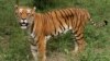 Indian Supreme Court Lifts Ban on Tiger Tourism