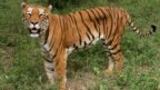 Welcoming The Lunar Year Of The Tiger 2022 - Join Svw To Protect  Indochinese Tigers - SVW - Save Vietnam's Wildlife