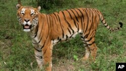 A tiger looks on in the jungles of Banergatta Biological Park, about 25 kilometers (16 miles) south of Bangalore, India (2006 file photo).