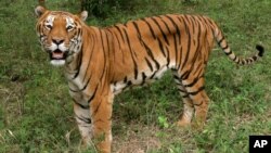 A tiger looks on in the jungles of Banergatta Biological Park, about 25 kilometers (16 miles) south of Bangalore, India (2006 file photo).