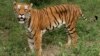 Tourists Help India's Tiger Conservation Effort