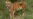Tourists Help India's Tiger Conservation Effort