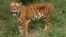 A tiger looks on in the jungles of Banergatta Biological Park, about 25 kilometers (16 miles) south of Bangalore, India (2006 file photo).