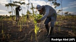 A reforestation assistant measures a newly-planted tree in a field damaged during illegal gold mining in Madre de Dios, Peru, on March 29, 2019