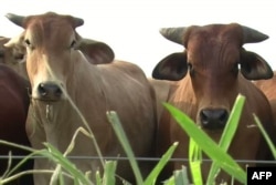 Texas: Chorvachilik yarmarkarlari va rodeo o'yinlari