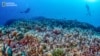 Divers from National Geographic Pristine Seas measure the world’s largest coral colony in the Solomon Islands.