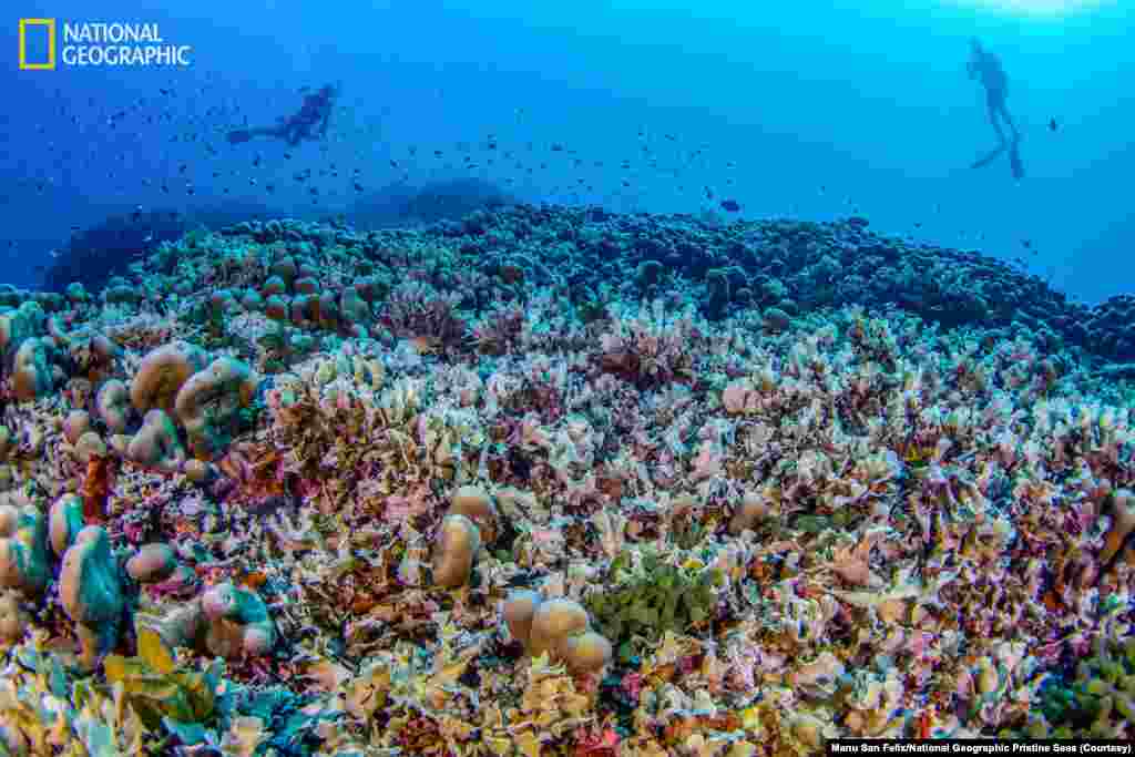 Divers from National Geographic Pristine Seas measure the world’s largest coral colony in the Solomon Islands.