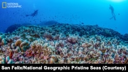 Divers from National Geographic Pristine Seas measure the world’s largest coral colony in the Solomon Islands.