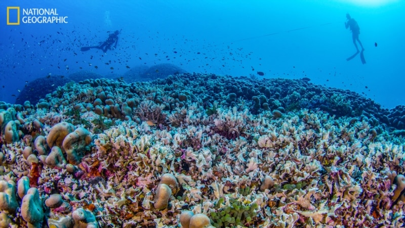 In photos: World’s largest coral discovered in Solomon Islands