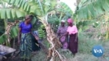 Malawi aposta em vinho de banana