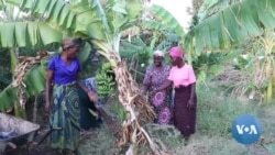 Malawi aposta em vinho de banana