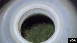 Hershey the cow's open porthole reveals what’s left of her latest meal, a mass of warm, wet grass in the process of being digested by microbes. (Shelley Schlender for VOA)