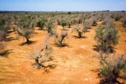 FILE - Olive trees infected with a disease called Xylella fastidiosa are seen near Gallipoli in the Salento peninsula, in Apuglia, southern Italy, June 20, 2019.