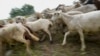 Some US Cities Use Sheep, Goats to Control Plant Growth