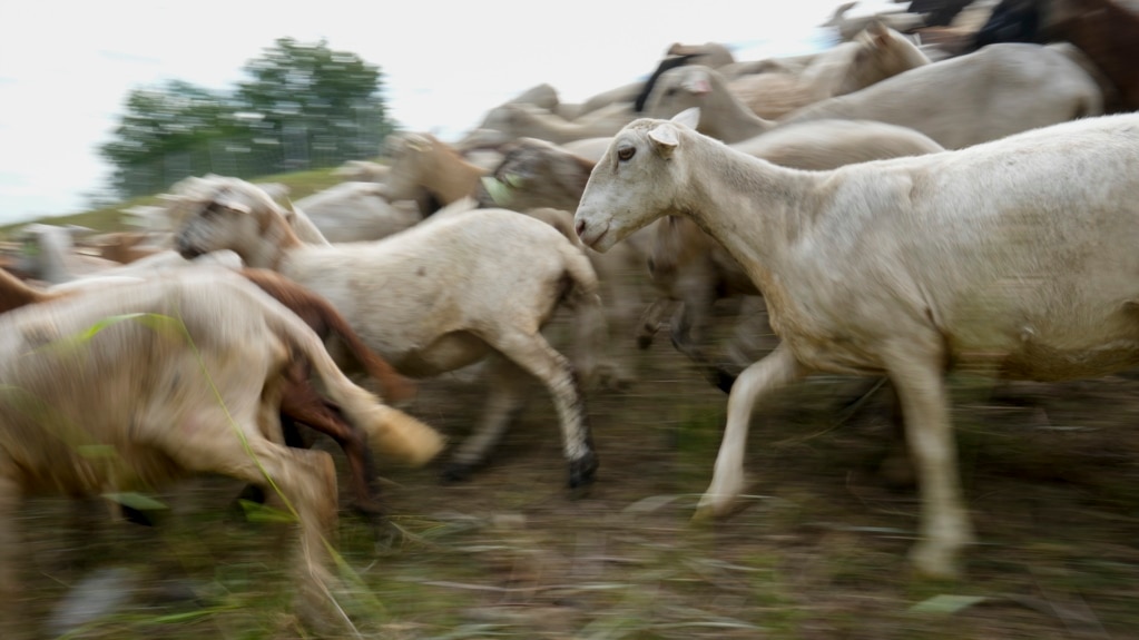 Some US Cities Use Sheep, Goats to Control Plant Growth