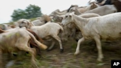 A flock of sheep called the Chew Crew move along the Cumberland River bank Tuesday, July 9, 2024, in Nashville, Tenn. The sheep are used to clear out overgrown weeds and invasive plants in the city's parks, greenways and cemeteries. (AP Photo/George Walker IV)