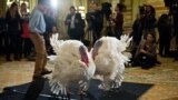 Two turkeys, Caramel and Popcorn are presented to the press in Washington, D.C. On Nov. 27, U.S. President Obama will announce the National Thanksgiving Turkey. Both turkeys will be pardoned, but the American people will decide which bird takes the title via <a href="http://www.whitehouse.gov/blog/2013/11/26/gobble-help-choose-2013-national-thanksgiving-turkey" target="_blank">online voting</a>. The deadline for voting is 8pm ET on Nov. 26.