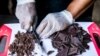 From Bean to Bar, Haiti's Cocoa Wants International Recognition