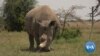 Kenyan Vets Turn to IVF to Save White Rhino From Extinction