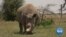 Kenyan Vets Turn to IVF to Save White Rhino From Extinction