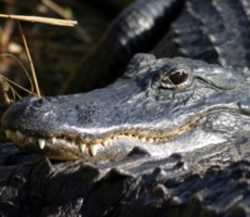 An American Alligator