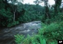 Forêt tropicale du Gabon