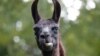 Llama Antibodies Could Help in Fight Against Coronavirus 