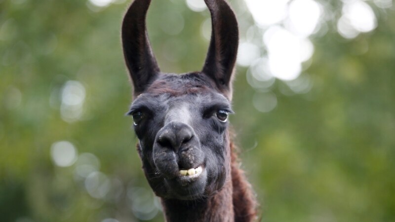 Llama Antibodies Could Help in Fight Against Coronavirus