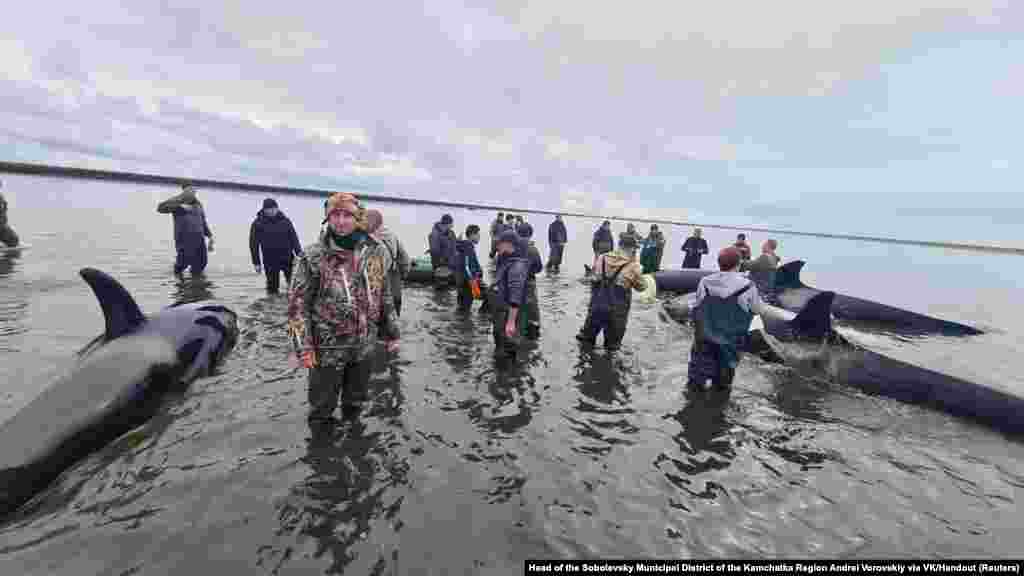 Rescuers and volunteers try to save killer whales stranded at the mouth of the Bolshaya Vorovskaya River at the coast of the Sea of Okhotsk, on the Kamchatka Peninsula, Russia.