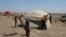 This photo, released by the Syrian Civil Defense White Helmets, shows civil defense workers setting up a tent for civilians who fled from Daraa after shelling by Syrian government forces, in the town of Qunaitra, southwestern Syria, June 28, 2018.