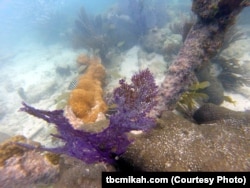 Underwater treasures at the Dry Tortugas National Park in the Gulf of Mexico include colorful corals.
